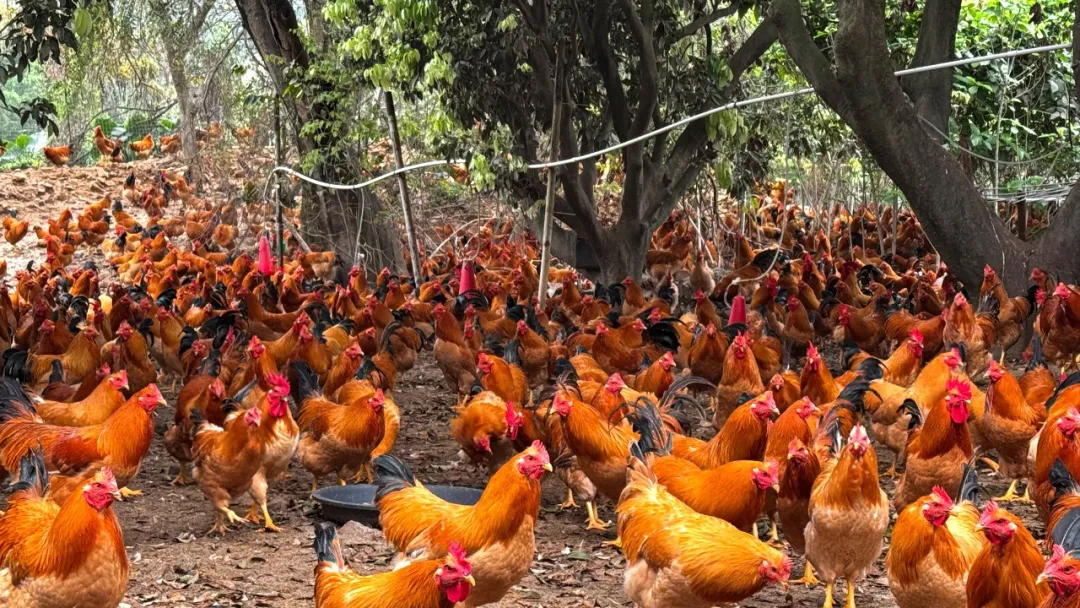 三乡茅湾那山头“跑山鸡”火爆出栏！惊动整个三乡！初生土鸡蛋免费送……